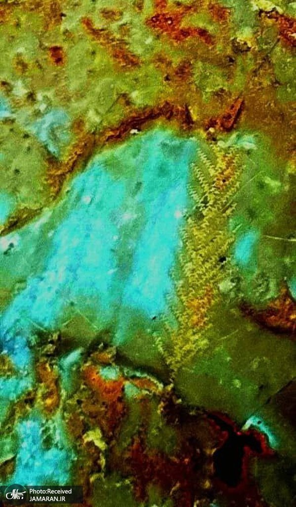 نقش درخت سرو