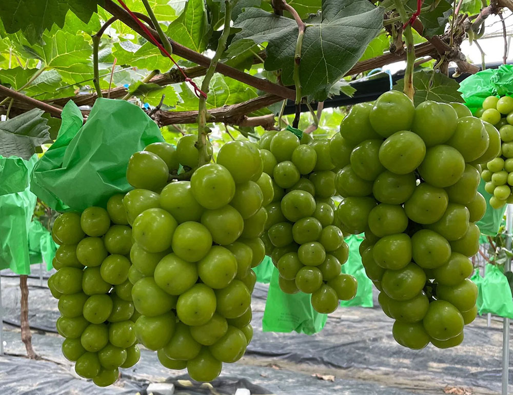 درآمد عجیب باغداران شیراز از کاشت این نهال انگور اصلاح شده3