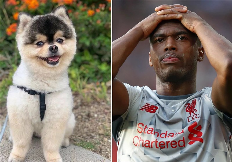 شکایت از مهاجم سابق لیورپول به جرم عدم پرداخت مژدگانی!