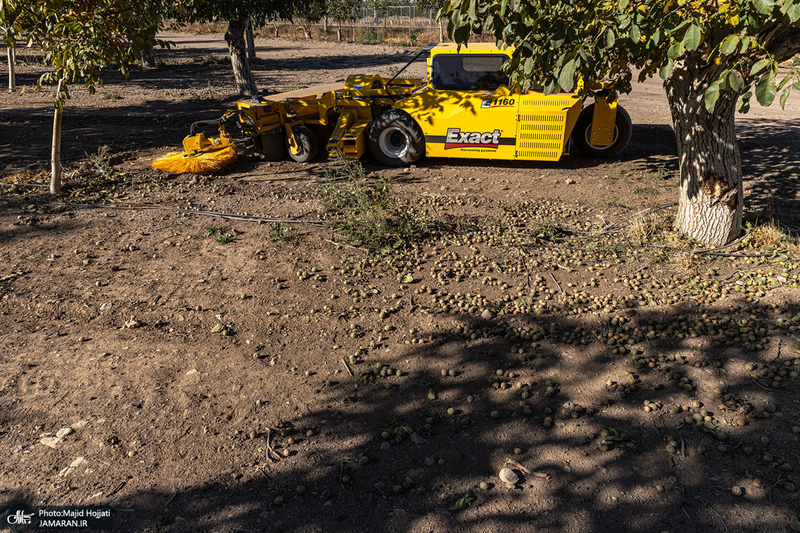 برداشت مکانیزه گردو در استان زنجان