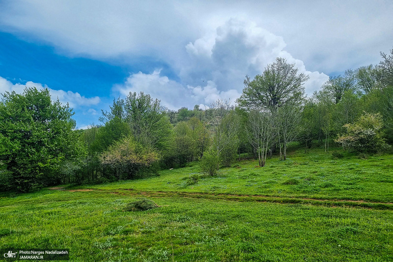 جنگل ابر شاهرود