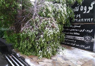 برف خسارات زیادی به فضای سبز کرج وارد کرد