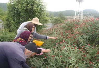 از برداشت نامناسبی که تغییر اقلیم را رقم می‌زند تا یارانه‌ای برای حفظ گیاهان دارویی