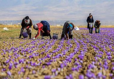 ۱۸ مرکز تعاون روستایی خرید حمایتی زعفران را در خراسان رضوی برعهده دارد