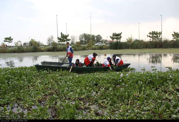 یورش گیاه سنبل آبی به  طبیعت آبی شرق گیلان