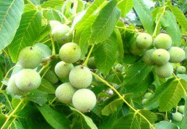 آغاز عملیات سمپاشی درختان گردوی شهرستان سلسله