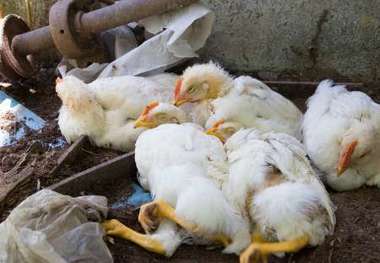 مشاهده مواردی از آنفلوآنزای فوق حاد پرندگان در خوزستان