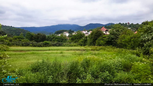 روستای سلیم آباد تنکابن؛ اینجا همه چیز سبز است