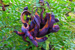 جاده سیاهکل به دیلمان استان گیلان