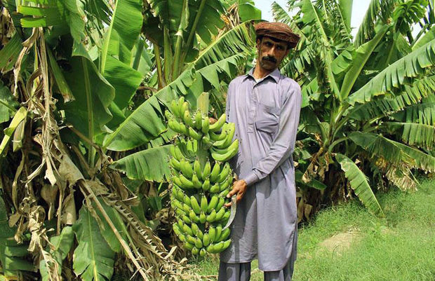 ۵۰۰هکتار به سطح باغات موز سیستان و بلوچستان افزوده شد