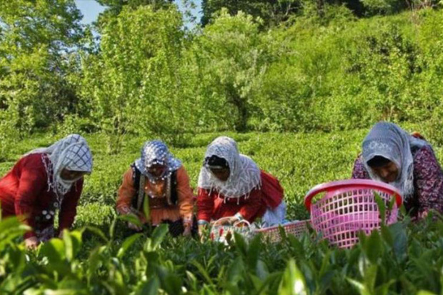 34 درصد اعتبار اشتغال روستایی  استان مرکزی جذب شد