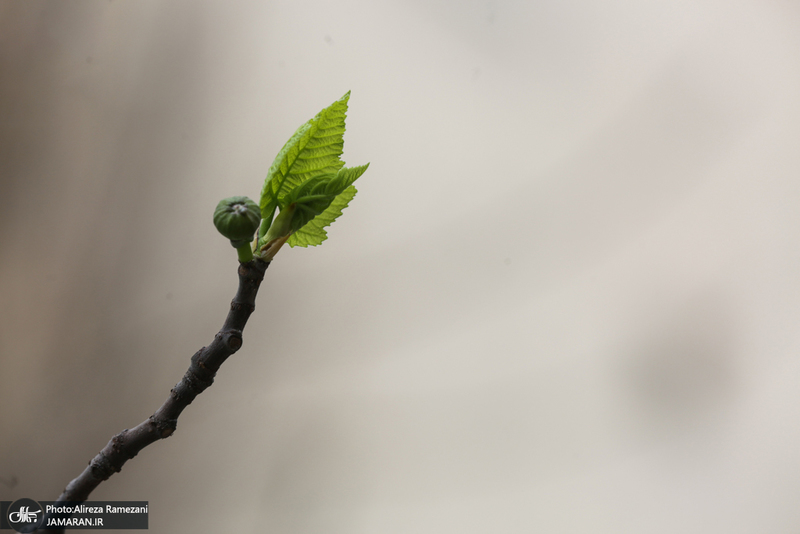 شکوفه های بهاری تهران