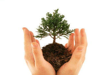 10 هزار اصله نهال در سلماس توزیع می شود