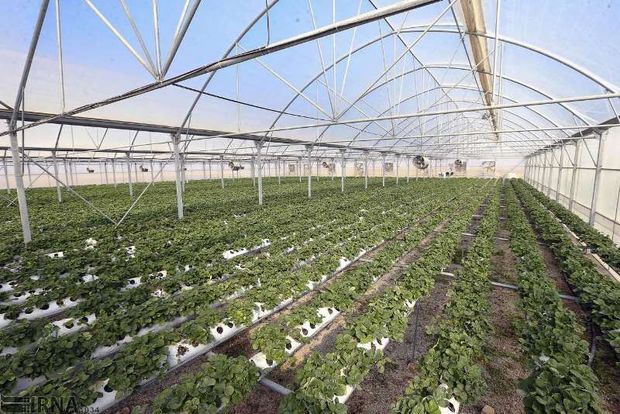 ۱۰۰ هکتار گلخانه در استان تهران ایجاد شد
