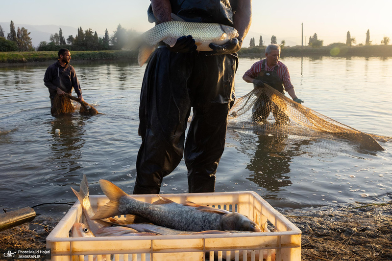 پرورش ماهی در آزادشهر استان گلستان