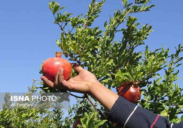 تلفیق کشاورزی و گردشگری؛ راهی برای جذب گردشگر