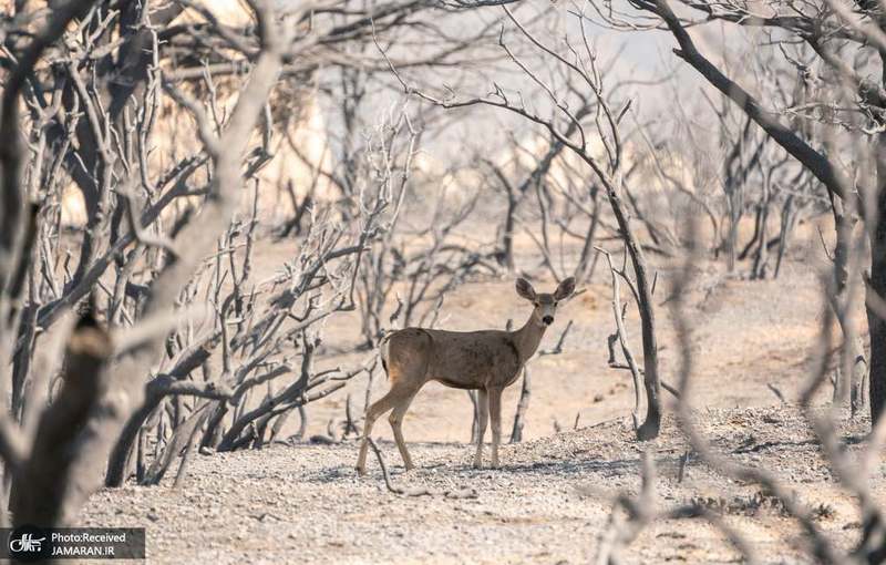 منتخب تصاویر امروز جهان- 1 مهر