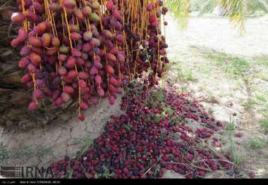 گرمازدگی 186میلیارد تومان به نخلداران ریگان خسارت زد