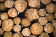 شش تن چوب قاچاق در خوشاب کشف شد
