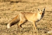 یک قلاده روباه در جیرفت شکار شد