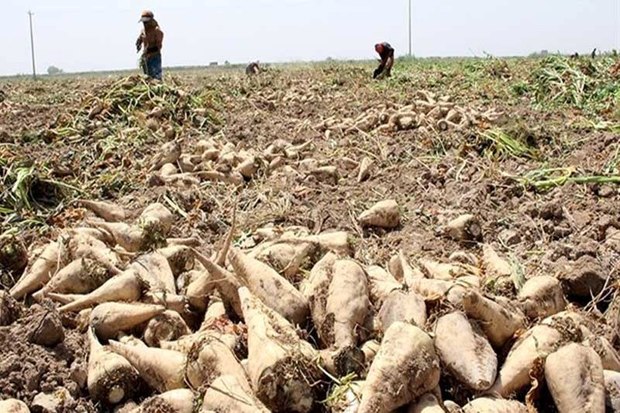 10 هزار تن چغندر قند در شهرستان خنج برداشت شد