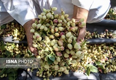 حدود ۳۰۰۰ تن پسته در رفسنجان برداشت می‌شود