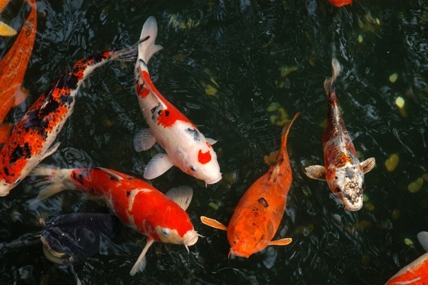 پرورش‌دهندگان ماهی زینتی در خراسان‌شمالی تمایلی بر افزایش ظرفیت تولید ندارند