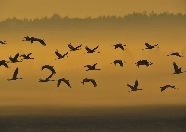 پرندگان زمستان گذر در شیروان به سیبری مهاجرت کردند