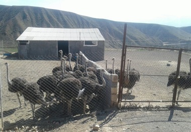 کار آفرینی روستایی، گامی به سوی اشتغال پایدار در طارم