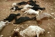 تلف شدن 11 گوسفند بر اثر حمله گرگ