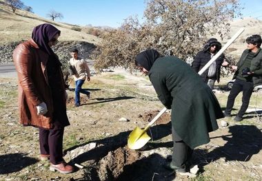 عملیات اجرایی کپه کاری در ۲۵۰ هکتار از جنگل های باشت آغاز شد