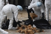 دردسر جدید در چین/ شیوع آنفلوآنزای پرندگان در بحبوحه ویروس کرونا
