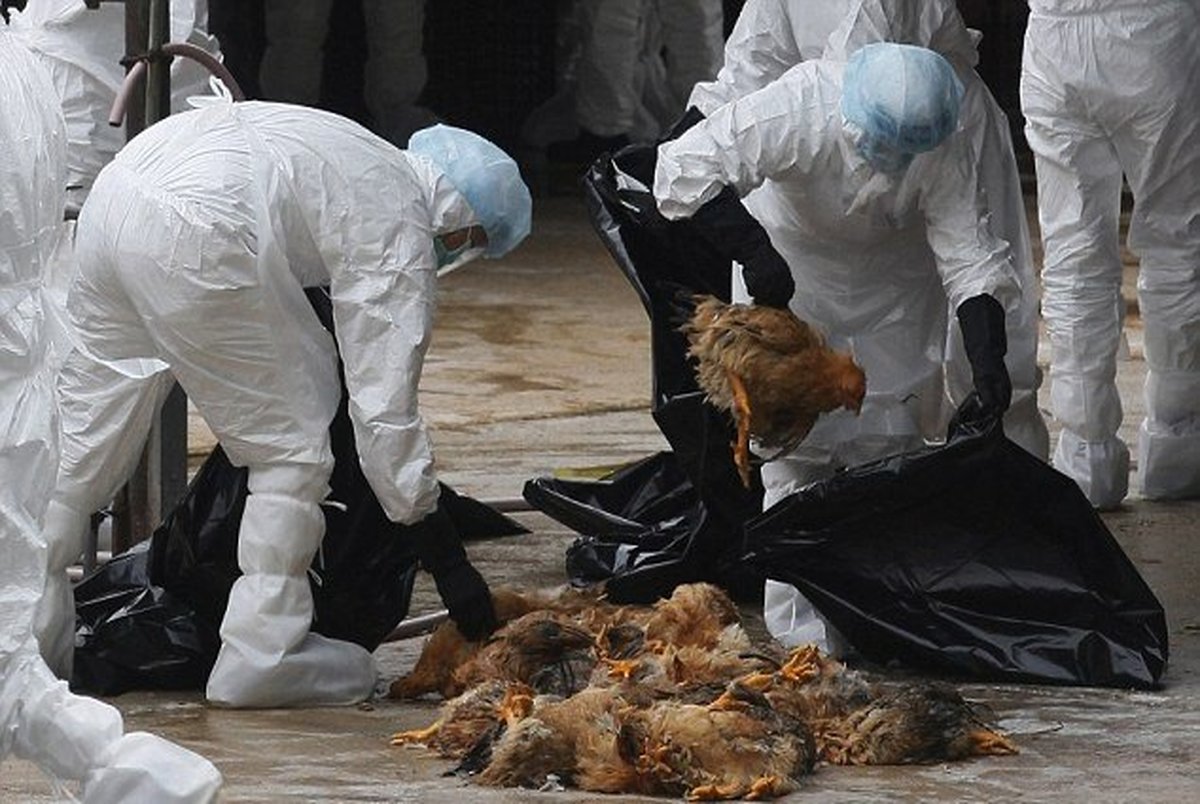 دردسر جدید در چین/ شیوع آنفلوآنزای پرندگان در بحبوحه ویروس کرونا
