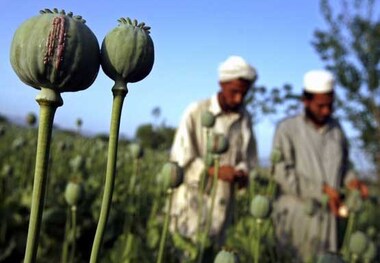 آیا طالبان تولید تریاک را به صفر می‌رساند؟