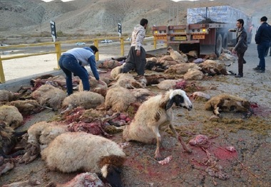 30 راس گوسفند در تصادف جاده ای خراسان شمالی تلف شدند