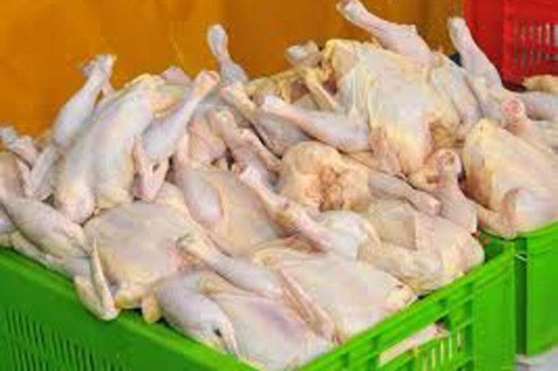 11.5 تن مرغ گرم در گناوه توزیع شد