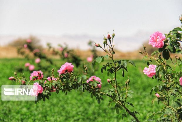 برداشت گل محمدی در دلیجان آغاز شد