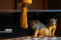 شیرهای سفید (7)