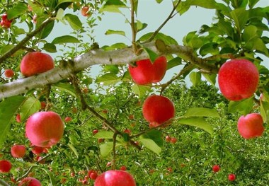 جشنواره سیب درختی همزمان با فصل برداشت در دماوند برگزار می شود