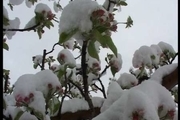 بارش برف  کشاورزان مشگین شهر را خوشحال و باغداران را نگران کرد
