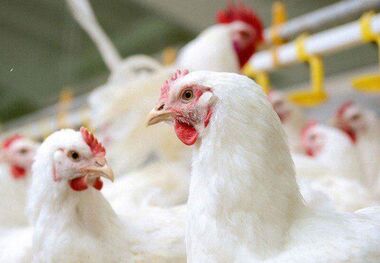 خطر آنفلوانزای پرندگان در کمین مزارع مرغ مادر و تخمگذار مازندران