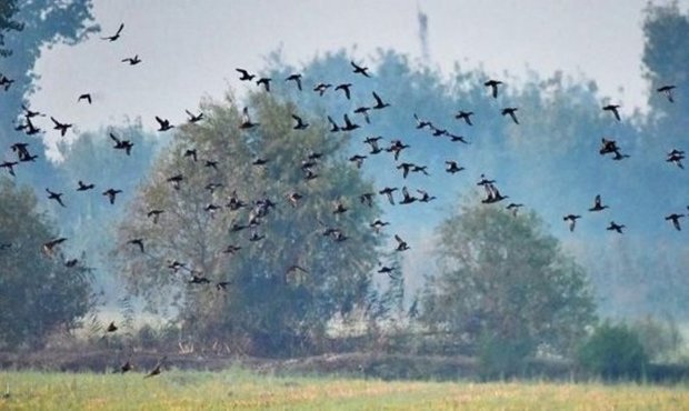هجوم پرندگان به مزارع کلزای شیروان خسارت وارد کرد
