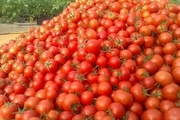 گوجه فرنگی 11 هزار تومانی به بازار آمد