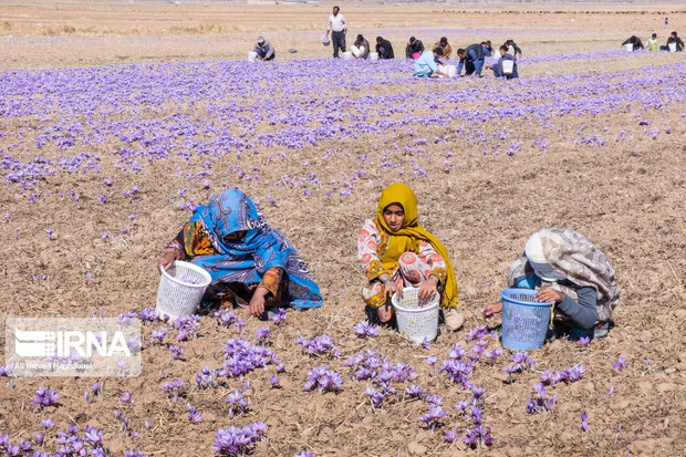 پیگیری پرداخت مطالبات زعفرانکاران در حال انجام است