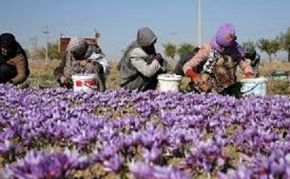 700 کیلوگرم زعفران از مزارع چهارمحال و بختیاری برداشت شد
