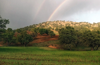 گشت با جنگل بانان برای مبارزه با قاچاق چوب و زغال