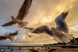 منتخب تصاویر امروز جهان - 28 و 29 دی 1403