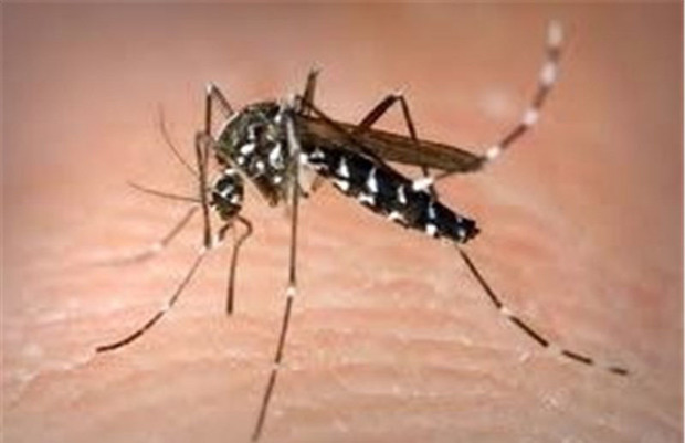 چابهار پایتخت مالاریا در ایران است