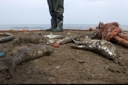 صید ماهیان استخوانی در سواحل بندرکیاشهر افزایش یافت