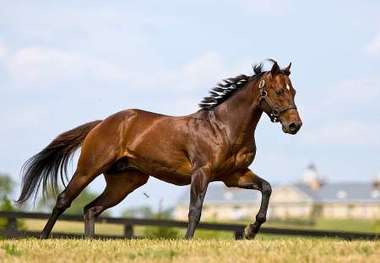 نژاد اسب کُرد نمادی از فرهنگ تاریخی مردم کردستان
